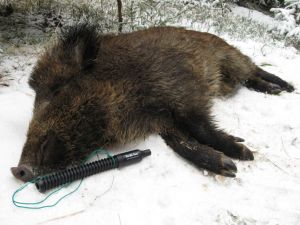 Vábnička na černou zvěř - Nordik Boar Nordik Predator